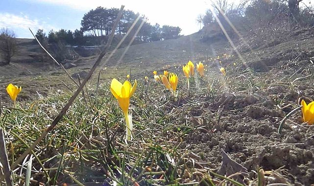 Bolu'da "baharın müjdecisi" çiğdemler çiçek açtı