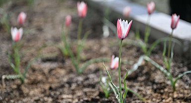 Bornova Lalesi 30 yıl sonra yeniden çiçek açtı