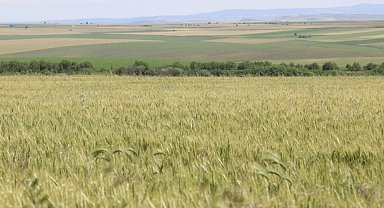 Buğdayda kara tablo! Türkiye'de buğday krizi büyüyor!