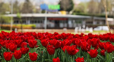 Bursa'da parklar lale ve çiçeklerle renklendi