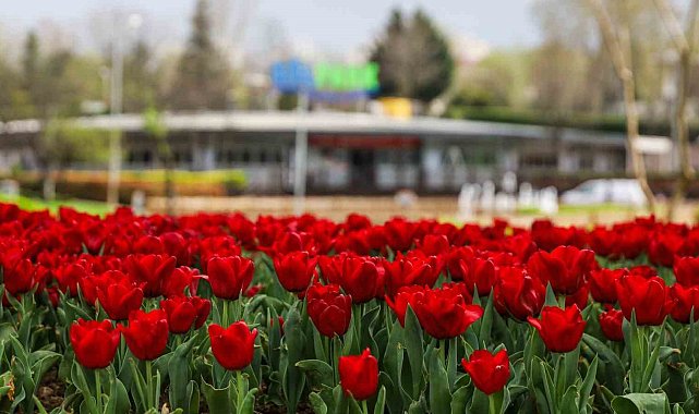 Büyükşehir, parkları lale ve çiçeklerle renklendirdi