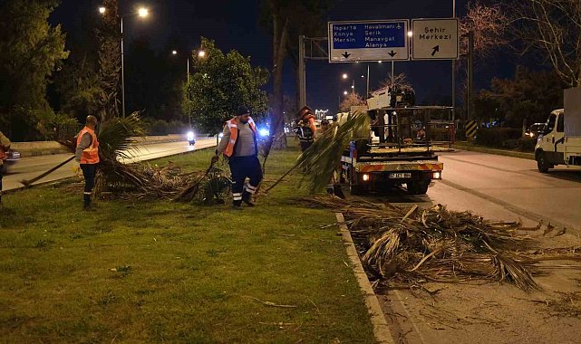 Büyükşehir'den gece budama çalışması