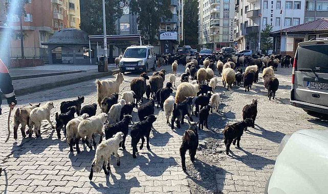 Caddelerde koyun sürüsünü görenler şaşkına döndü! Artvin'de yayla göçü erken başladı