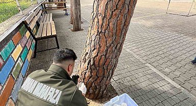 Çam ağaçlarının koruyucusu terminatör böcekler doğaya bırakıldı