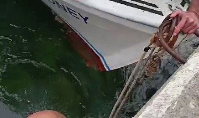 Çanakkale'de denize düşen kediyi, balıkçı kurtardı