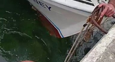 Çanakkale'de denize düşen kediyi, balıkçı kurtardı