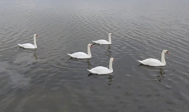 Çanakkale'ye gelen kuğular görüntülendi
