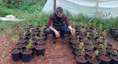 Çeşme Damla Sakızı üretimi yaygınlaşıyor