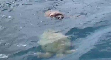 Çifte kumru caretta carettalar balıkçıların kamerasında