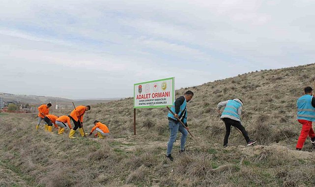 Çorum'da hükümlüler 2 bin fidan dikimi ve 5 bin fidanın bakımını gerçekleştirecek
