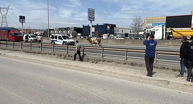 D-100'e çıkan tosun ortalığı birbirine kattı: O anlar kamerada