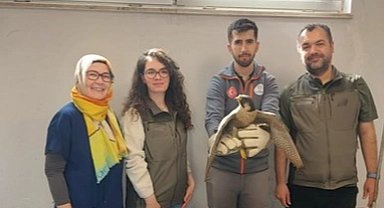 Denizli Büyükşehir Belediyesi yaralı akdoğanı hayata döndürdü