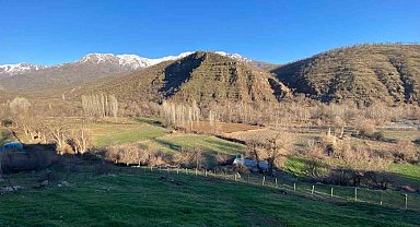 Derecik'te köylülerin başı domuz sürüsü ile dertte