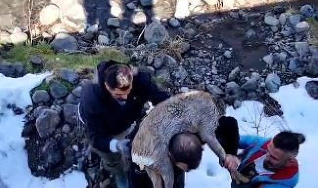 Dereye düşen karacayı omuzuna alarak kurtardı