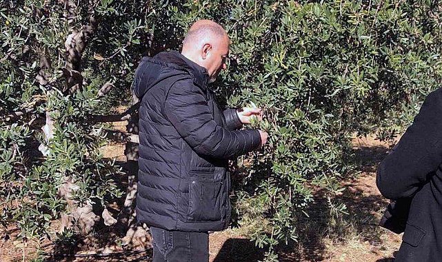 Derik'te zeytin dalı kanseri ile mücadele için eğitim ve ilaç desteği başlatıldı