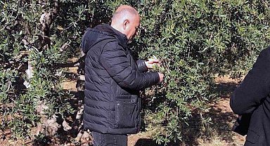 Derik'te zeytin dalı kanseri ile mücadele için eğitim ve ilaç desteği başlatıldı