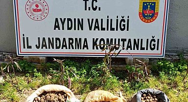 Didim'de 10 kilo salep toplarken yakalandılar