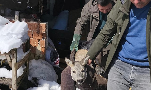 Dikenli tele takılan karaca yavrusunu ekipler kurtardı