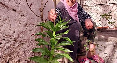 Diyarbakır'da 90 yaşındaki kadın, hayatını kaydeden eşinin verdiği 'ters lalelere' gözü gibi bakıyor