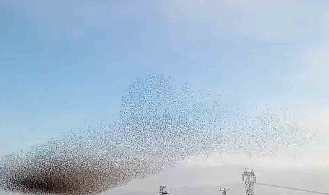 Diyarbakır'da sığırcıkların dansı hayran bıraktı