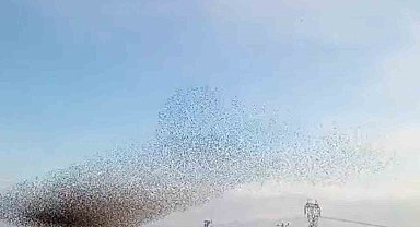 Diyarbakır'da sığırcıkların dansı hayran bıraktı