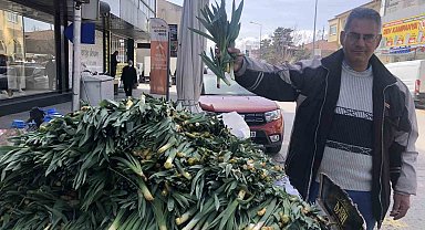 Doğal antibiyotik 'çiriş otu' tezgahlarda yerini aldı
