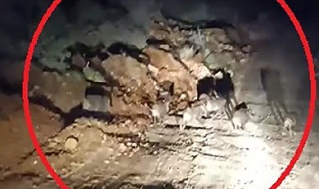 Domuz sürüsü kameraya yakalandı