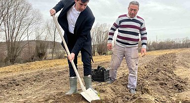 Dumlupınar'da böğürtlen fideleri toprakla buluşturuldu