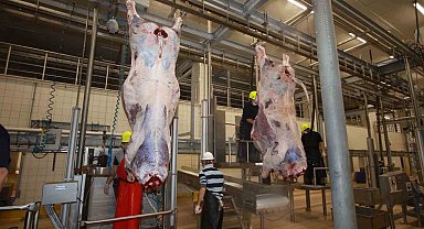 Dünyaya örnek gösterilen mezbahada helal kesim ve uygulamalı eğitim