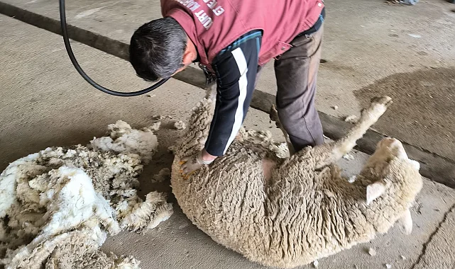Edirne'de koyun kırkım eğitimi verildi