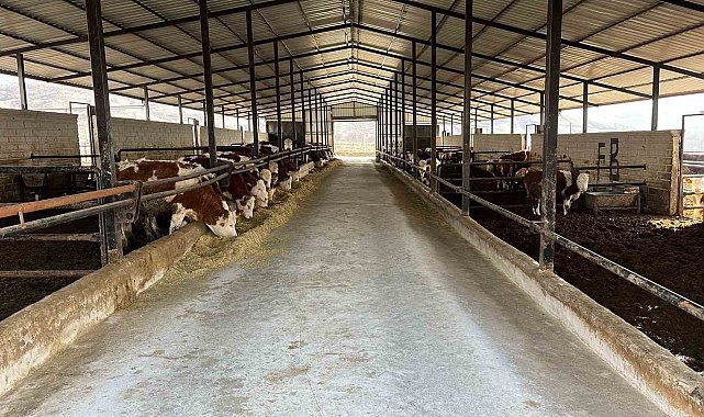 Elazığ'da ari işletme sayısı artıyor