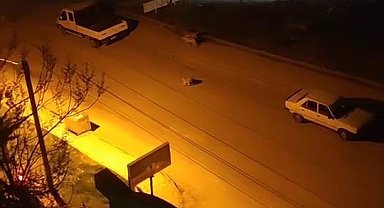 Elazığ'da sokak köpekleri çocuğa saldırdı