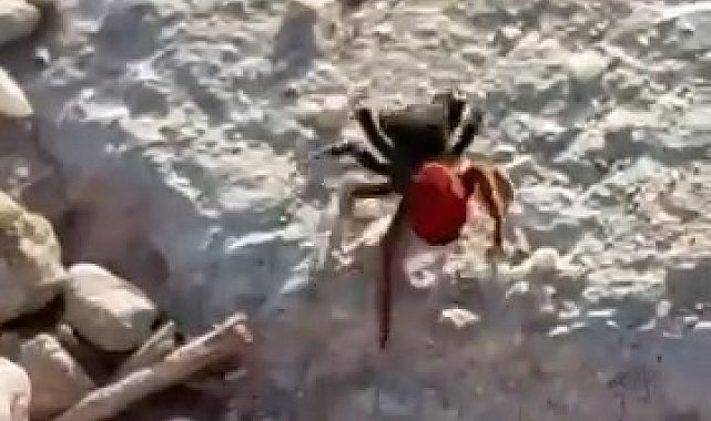 Elazığ'da zehirli örümcek görüldü
