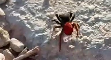 Elazığ'da zehirli örümcek görüldü