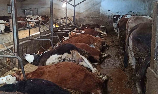 Elektrik kaçağından 11 büyükbaş hayvan telef oldu