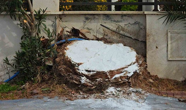 Erdek'te ağaç katliamı: Palmiyeleri kurtarmak yerine kökünden kestiler