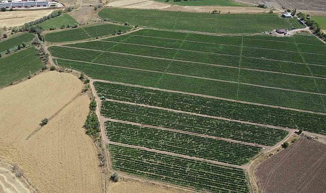 Erzincan çiftçisine hibeli domates fidesi temin edilecek