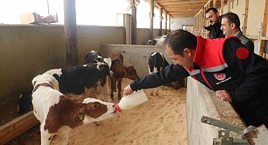 Erzincan'da büyükbaş hayvan işletmelerine arilik incelemesi