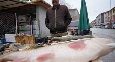 Erzincan'da Fırat balığı 250 TL'den alıcı buluyor