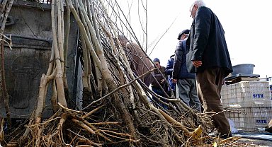 Erzincan'da meyve fidanı satışı başladı