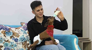 Eve aldığı keçi yavrusuna bebek gibi bakıyor