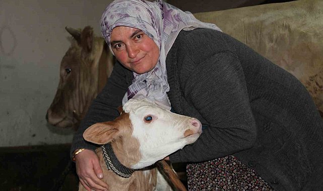 Fedakar anne: Çocuklarına bakar gibi hayvanlarını besleyip ailesine destek oluyor