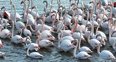 Flamingolar dronla görüntülendi