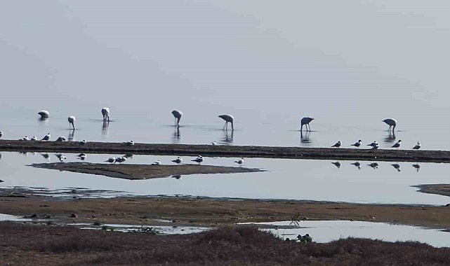 Flamingolar göç yolunda İznik Gölü'nde mola verdi