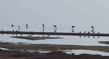 Flamingolar göç yolunda İznik Gölü'nde mola verdi