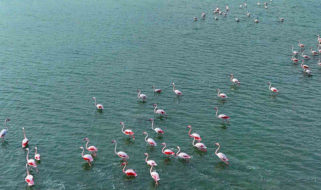 Flamingoların görsel şöleni
