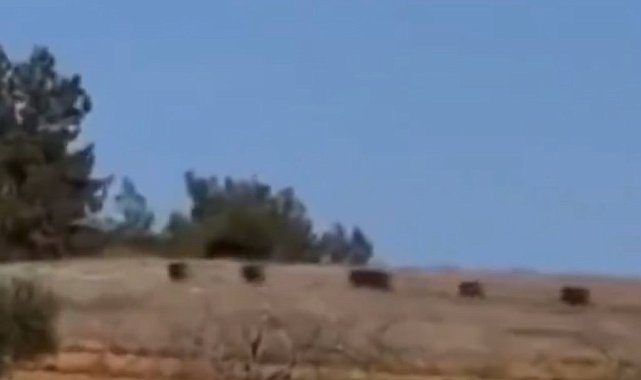 Gaziantep'te domuz sürüsü panik oluşturdu