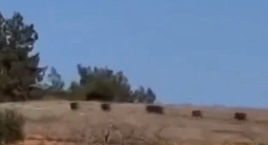 Gaziantep'te domuz sürüsü panik oluşturdu