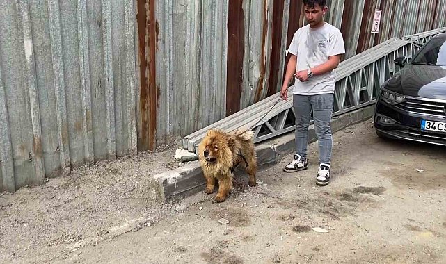 Gebze'de hurdalık alanda yangın: Gökyüzü siyaha büründü