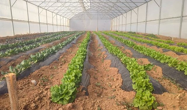 Giresun'da seracılık projesi ilk meyvelerini verdi